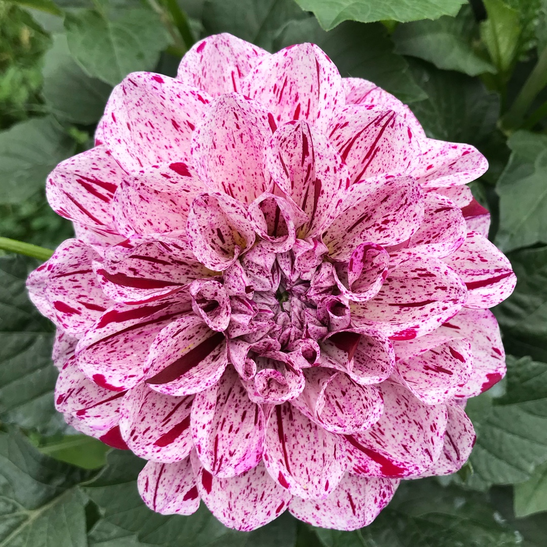 Dahlia GoGo Speckled Pink in the GardenTags plant encyclopedia