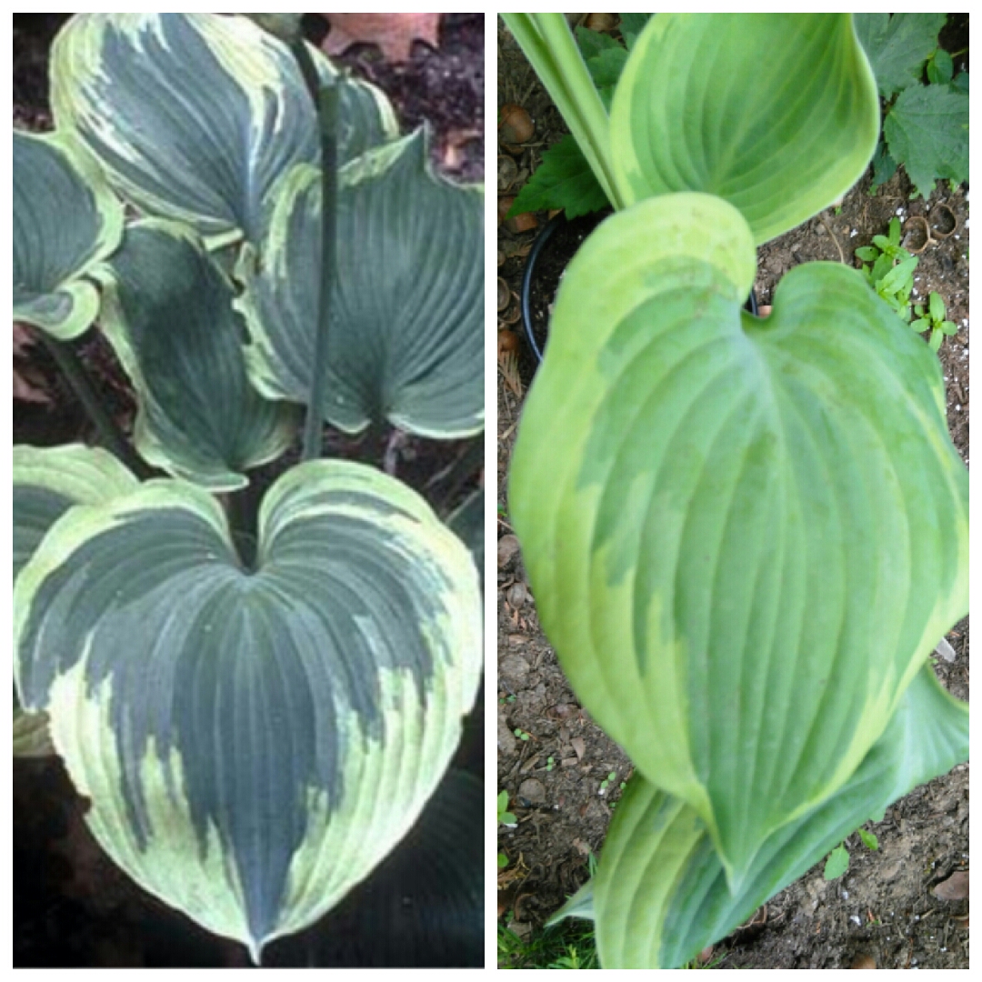 Hosta Earth Angel in the GardenTags plant encyclopedia Plantain Lily Earth Angel in the GardenTags plant encyclopedia