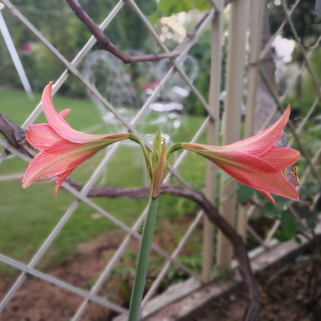 Rhodophiala rosea syn. Hippeastrum roseum in the GardenTags plant encyclopedia Rhodophiala rosea in the GardenTags plant encyclopedia