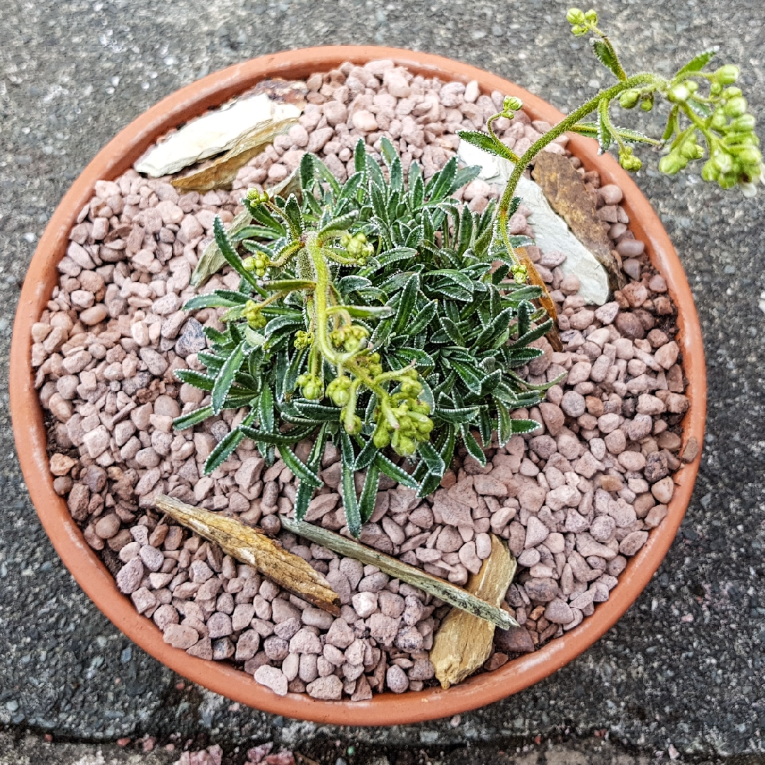Saxifraga Carniolica in the GardenTags plant encyclopedia Saxifrage Carniolica in the GardenTags plant encyclopedia