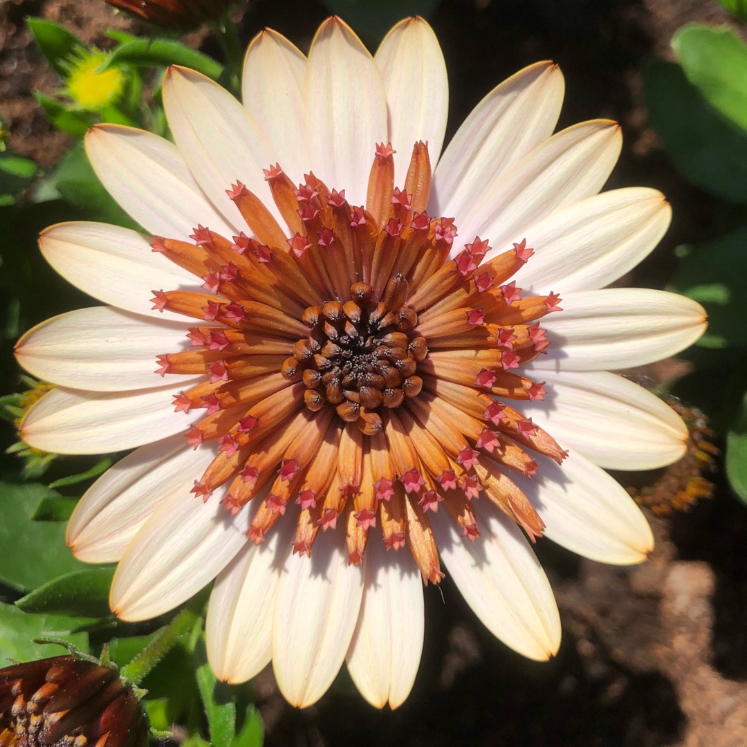 Osteospermum Erato Double Copper in the GardenTags plant encyclopedia African Daisy Double Copper in the GardenTags plant encyclopedia