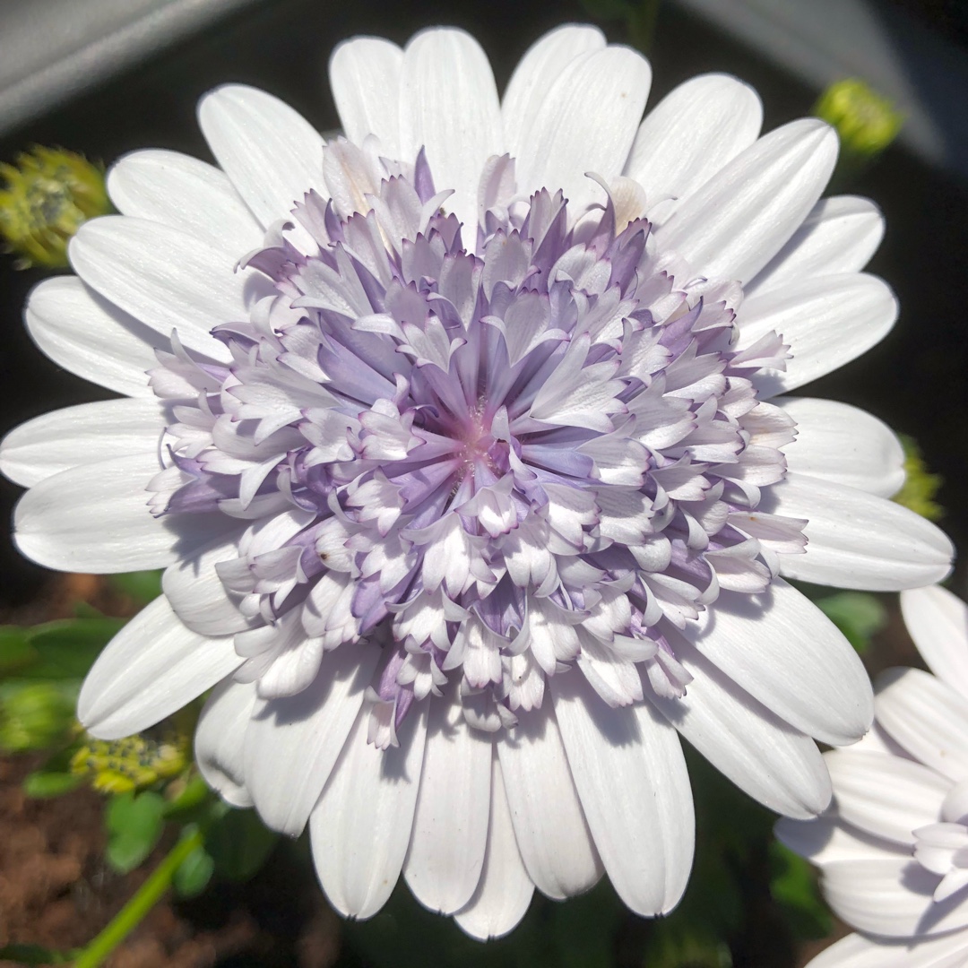Osteospermum Erato Double Ice in the GardenTags plant encyclopedia African Daisy Double Ice in the GardenTags plant encyclopedia