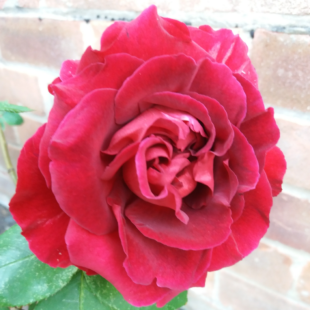 Rosa My Love syn. Rosa Cogamo in the GardenTags plant encyclopedia Rose My Love in the GardenTags plant encyclopedia