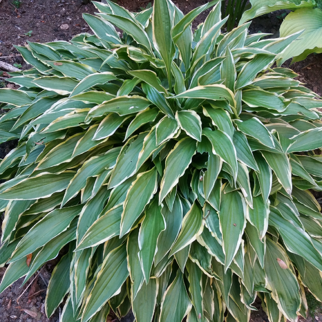 Hosta Stiletto in the GardenTags plant encyclopedia Plantain Lily Stiletto in the GardenTags plant encyclopedia