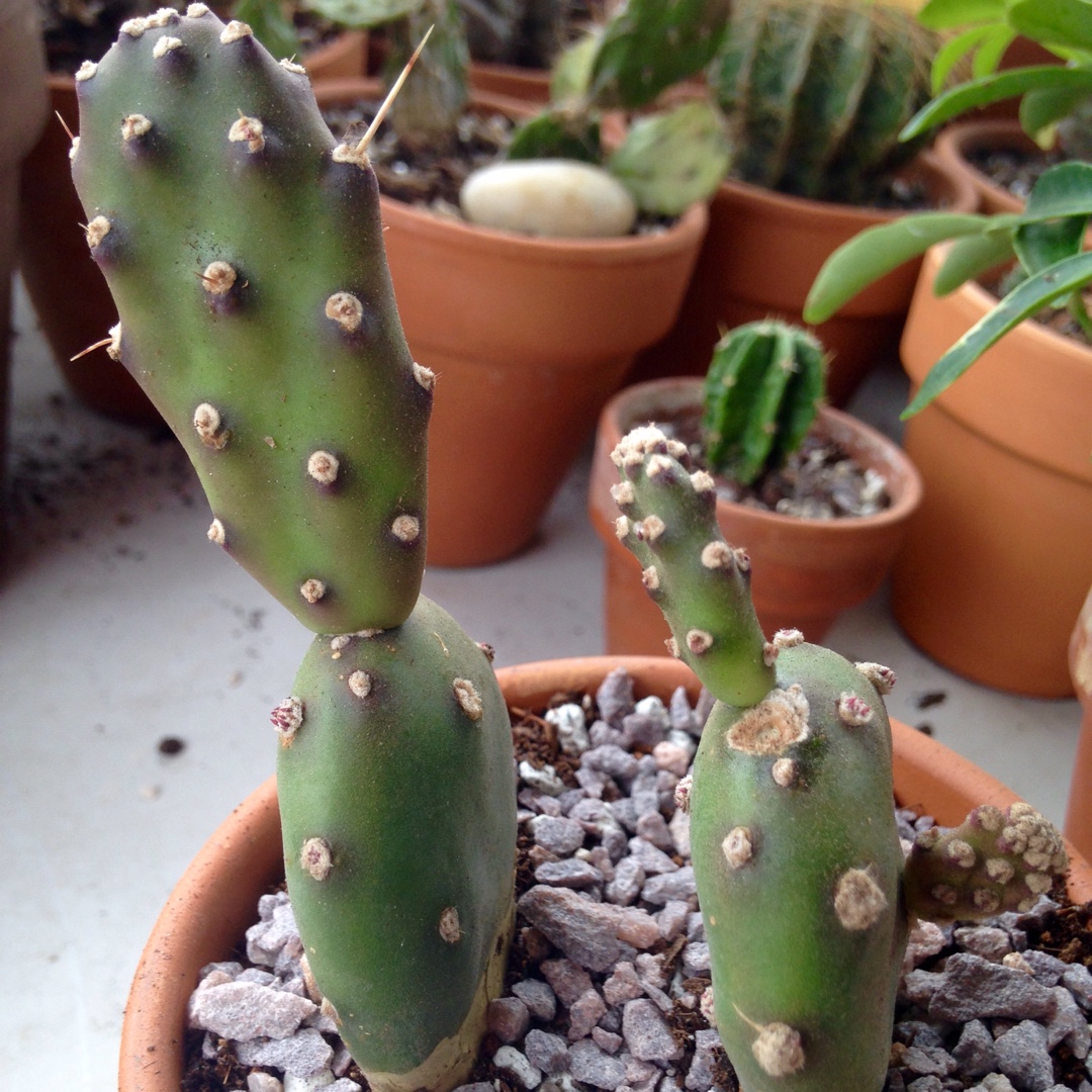 Opuntia Quimilo in the GardenTags plant encyclopedia Quimilio Prickly Pear in the GardenTags plant encyclopedia