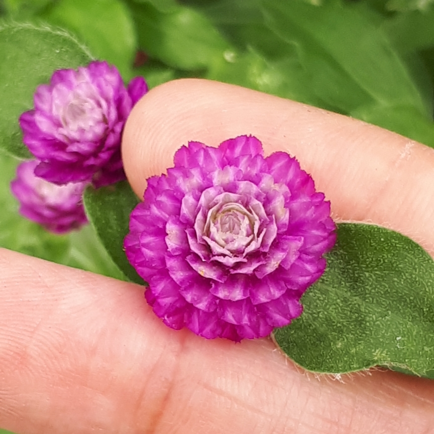 Gomphrena globosa Lil Forest™ Sugared Plum in the GardenTags plant encyclopedia Globe Amaranth Lil Forest™ Sugared Plum in the GardenTags plant encyclopedia