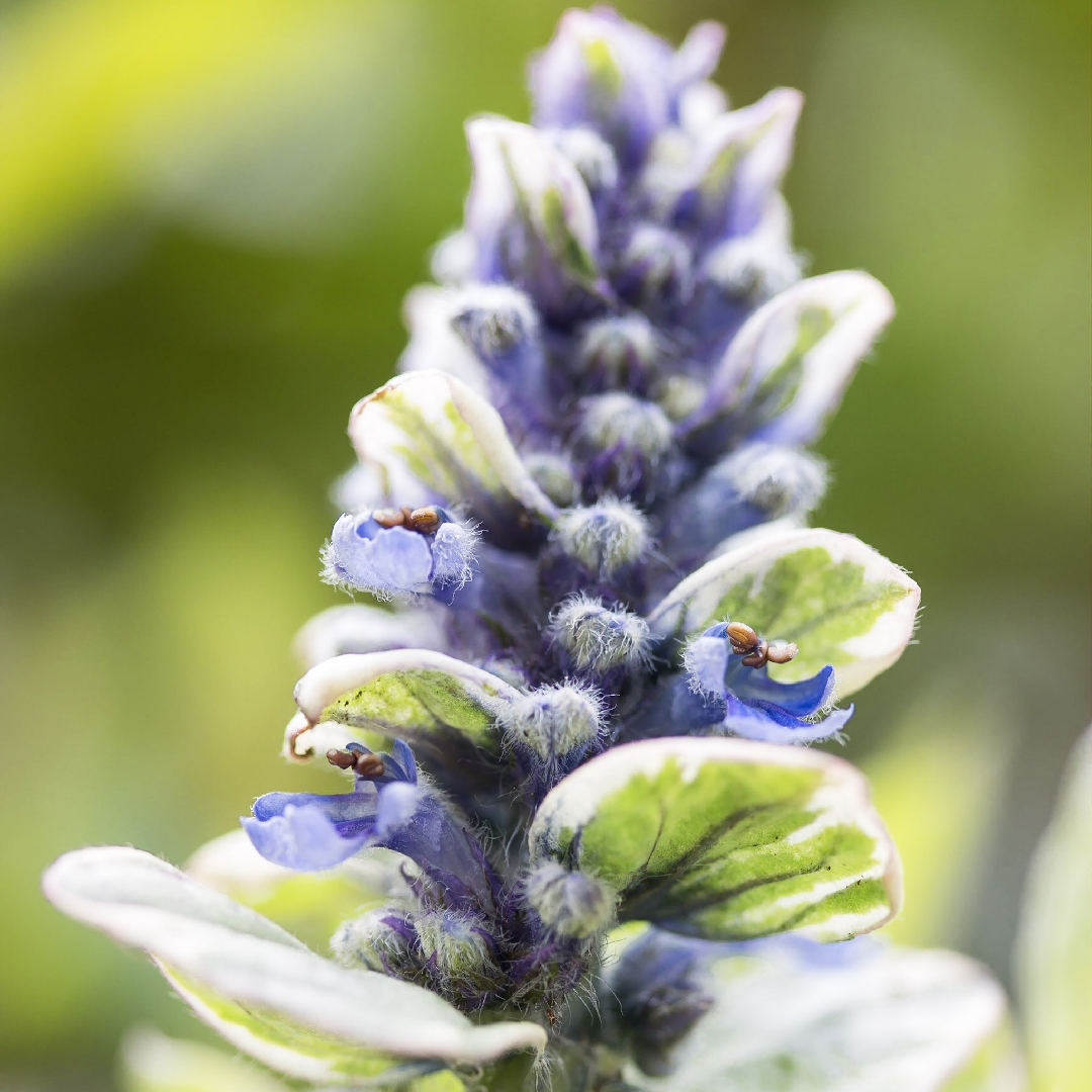 Ajuga reptans Silver Queen in the GardenTags plant encyclopedia Bugle Silver Queen in the GardenTags plant encyclopedia