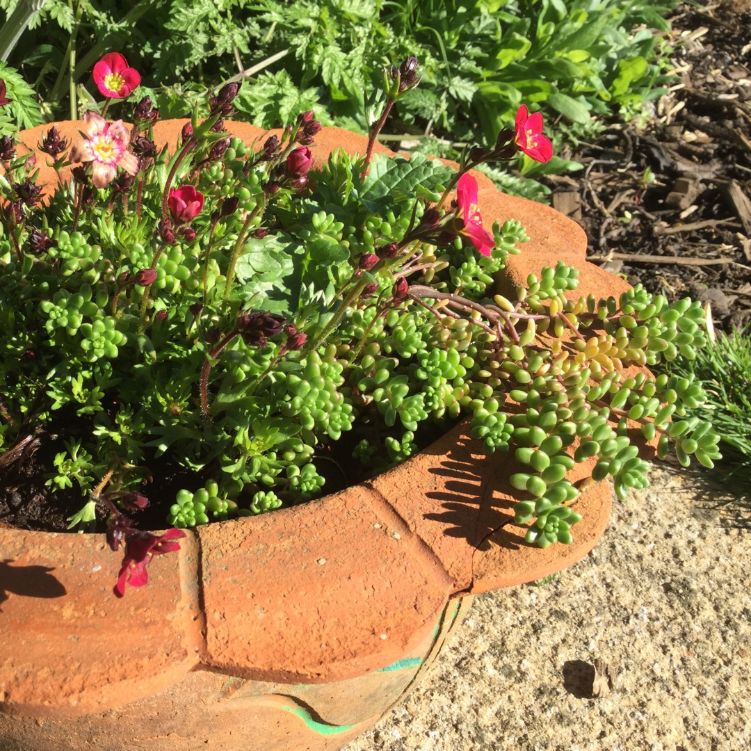 Saxifraga Paniculata Atropurpurea in the GardenTags plant encyclopedia Lifelong saxifrage Atropurpurea in the GardenTags plant encyclopedia