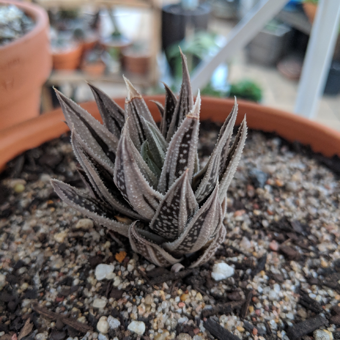 x Gasteraloe Spirit Of 88 in the GardenTags plant encyclopedia Gasteraloe Spirit Of 88 in the GardenTags plant encyclopedia