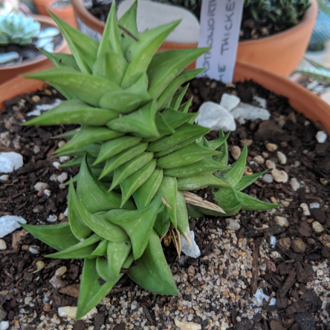 x Gasterhaworthia Lime Thicket in the GardenTags plant encyclopedia Gasterhaworthia Lime Thicket in the GardenTags plant encyclopedia