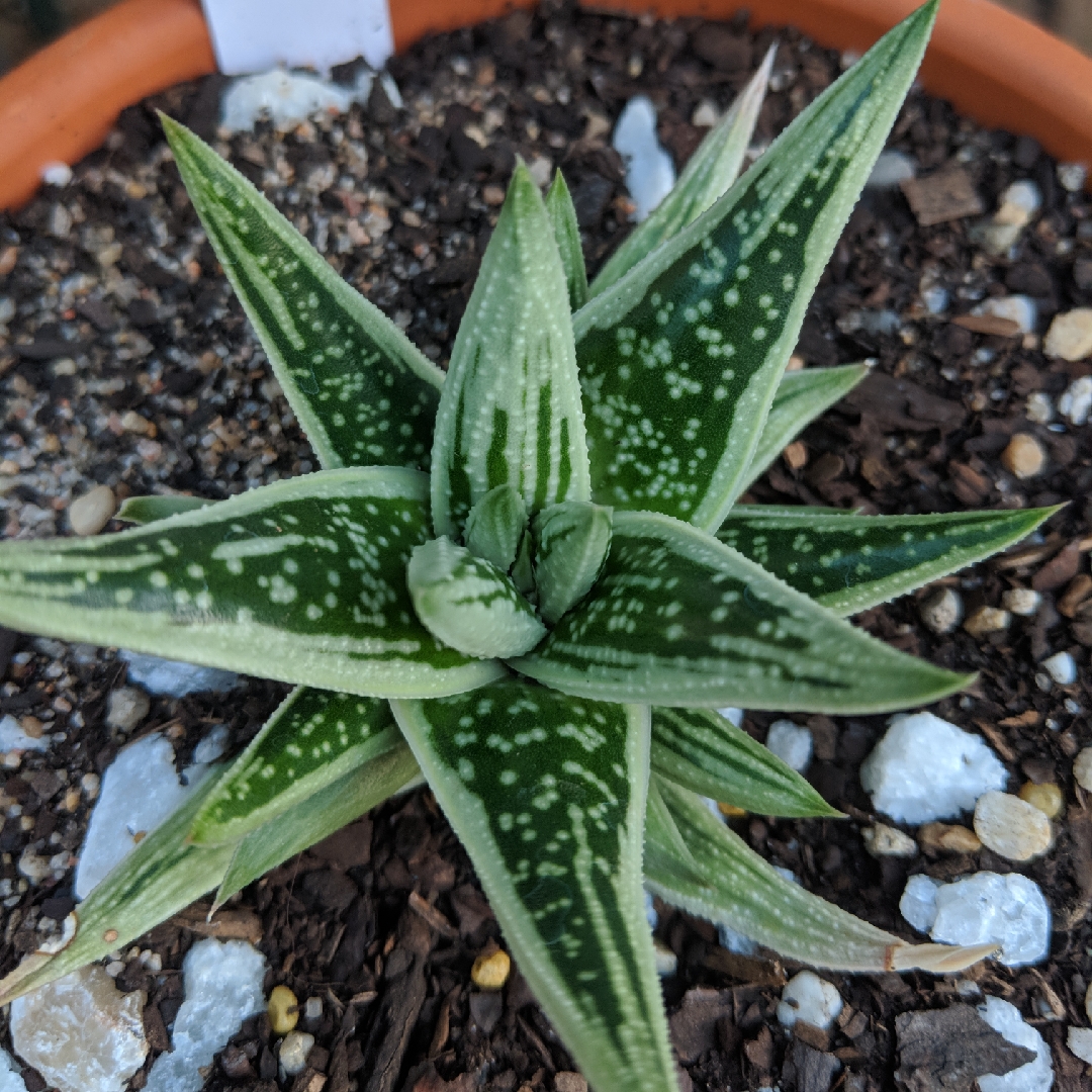 x Gasteraloe Thais in the GardenTags plant encyclopedia Gasteraloe Thais in the GardenTags plant encyclopedia