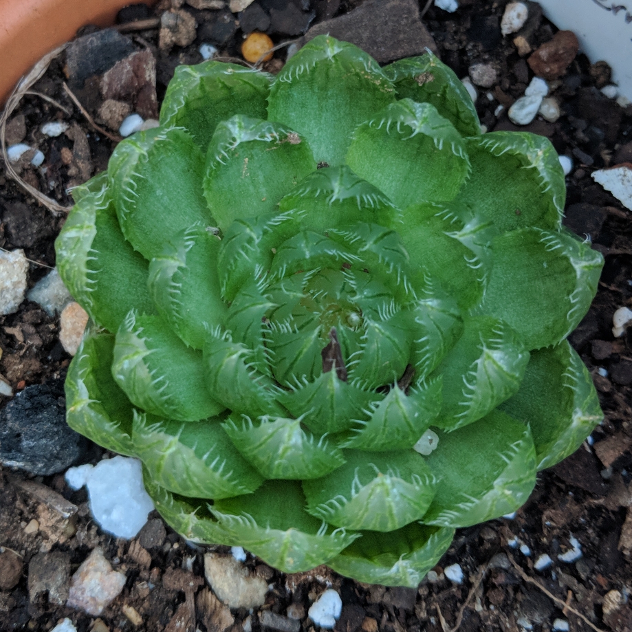 Haworthia Cherry Crystal in the GardenTags plant encyclopedia Haworthia Cherry Crystal in the GardenTags plant encyclopedia