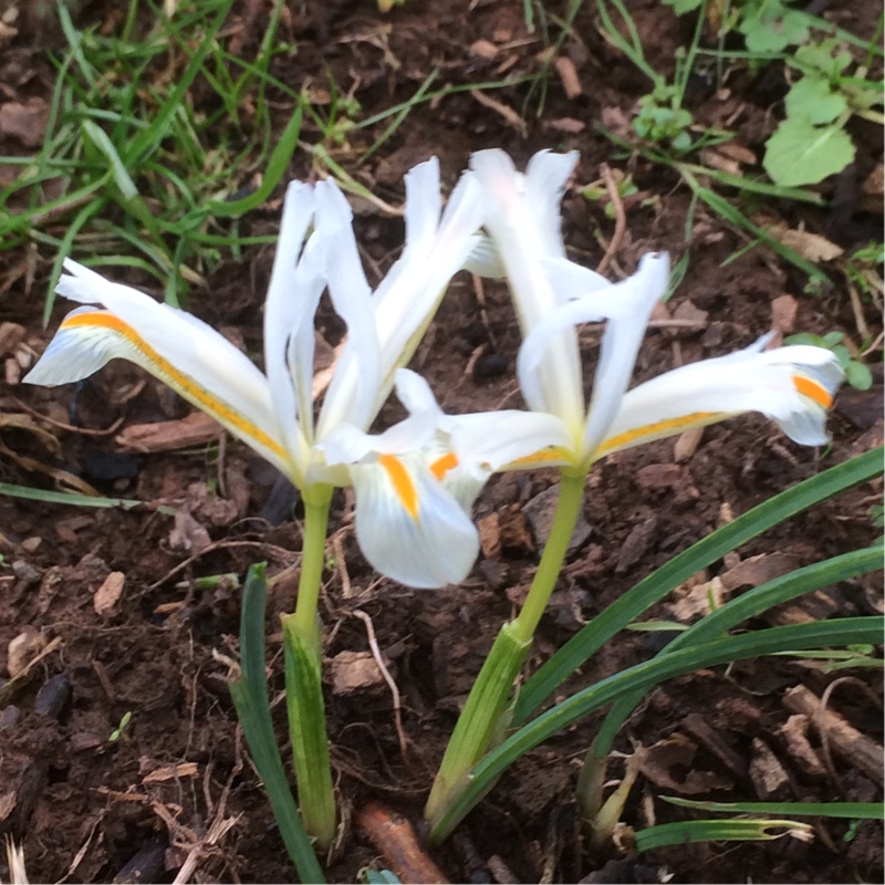 Iris Natascha syn. Iris reticulata Natascha in the GardenTags plant encyclopedia Reticulate Iris Natascha in the GardenTags plant encyclopedia