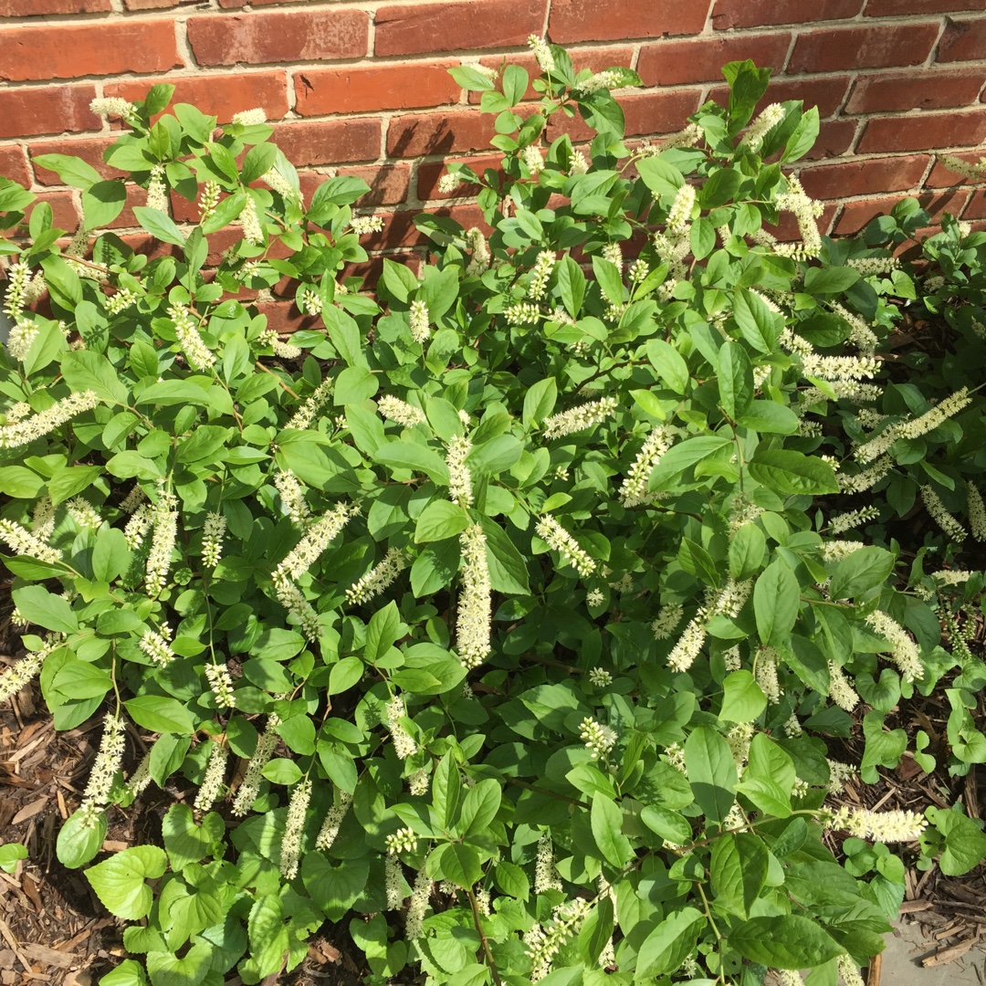 Itea Virginica Little Henry® in the GardenTags plant encyclopedia Virginia sweetspire Little Henry® in the GardenTags plant encyclopedia