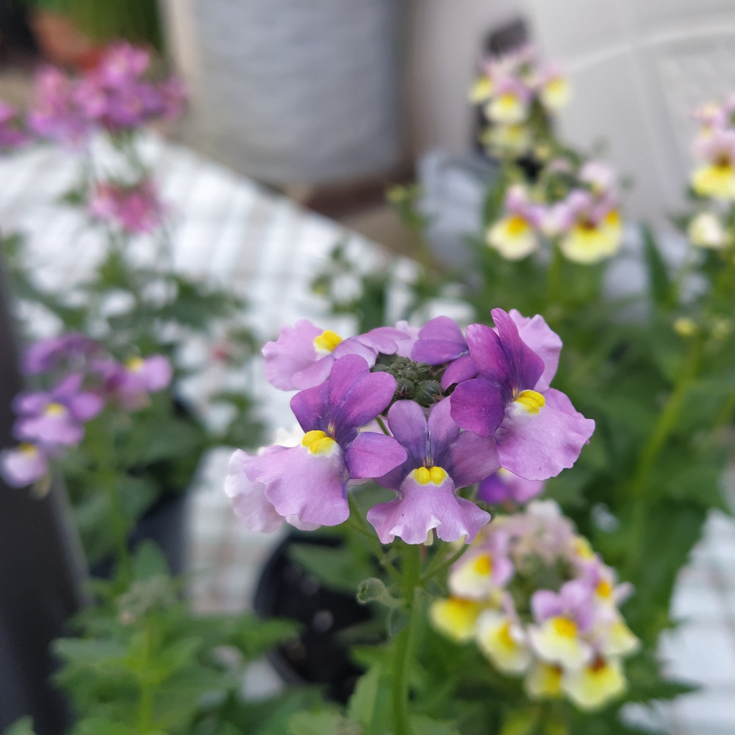 Nemesia Nuvo® Blue in the GardenTags plant encyclopedia Nemesia Nuvo® Blue in the GardenTags plant encyclopedia