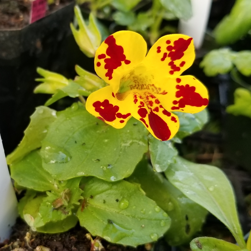 Mimulus x hybridus Magic Blotch (Mix) in the GardenTags plant encyclopedia Monkey Flower Magic Blotch (Mix) in the GardenTags plant encyclopedia