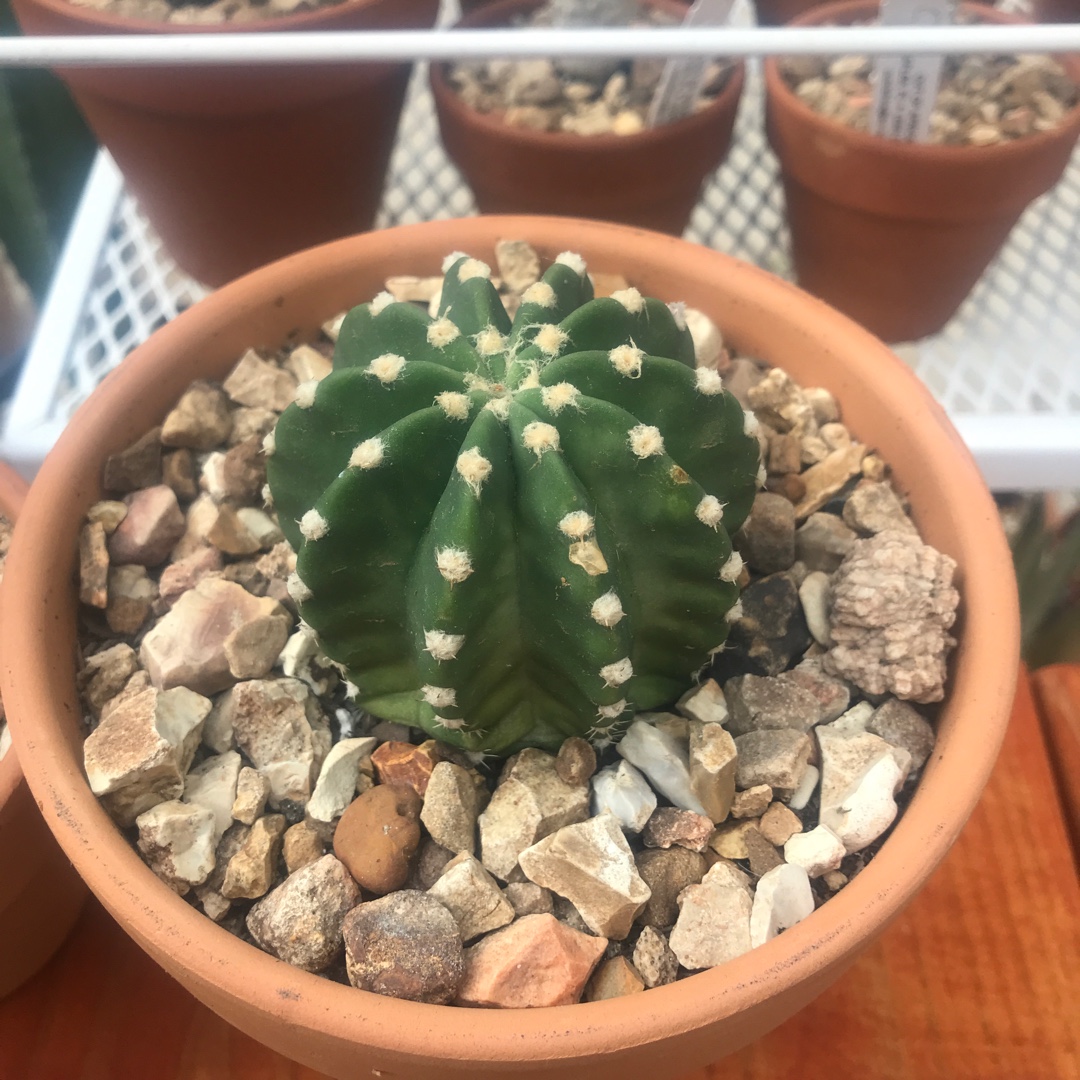 Echinopsis ancistrophora in the GardenTags plant encyclopedia Echinopsis ancistrophora in the GardenTags plant encyclopedia