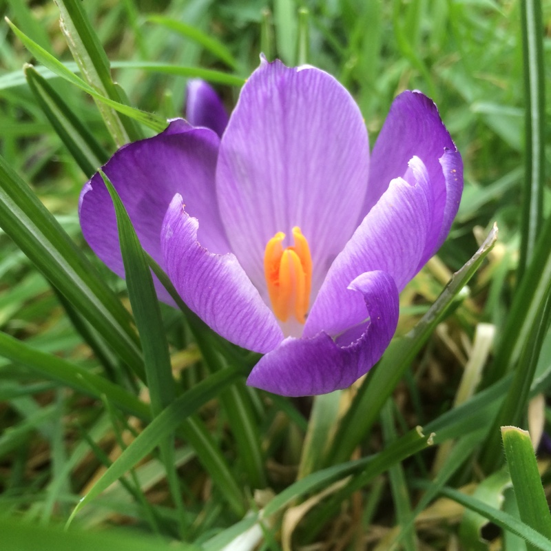 Crocus vernus Grand Maitre in the GardenTags plant encyclopedia Crocus Grand Maitre in the GardenTags plant encyclopedia