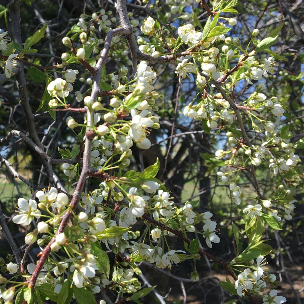 Prunus Salicina X Prunus Nigra in the GardenTags plant encyclopedia Pembina Plum Tree in the GardenTags plant encyclopedia