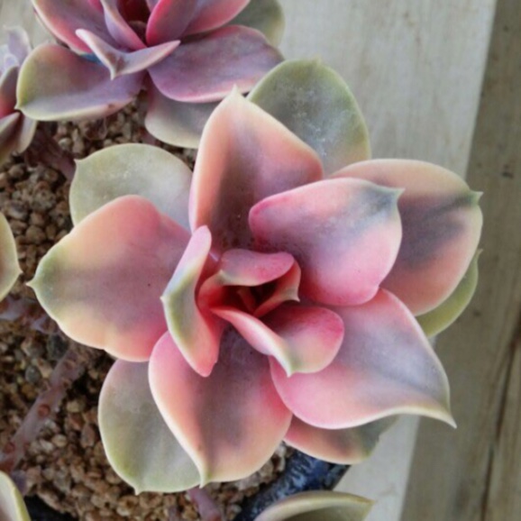 Echeveria Perle Von Nurnburg Variegata in the GardenTags plant encyclopedia Echeveria Perle Von Nurnberg Variegated in the GardenTags plant encyclopedia