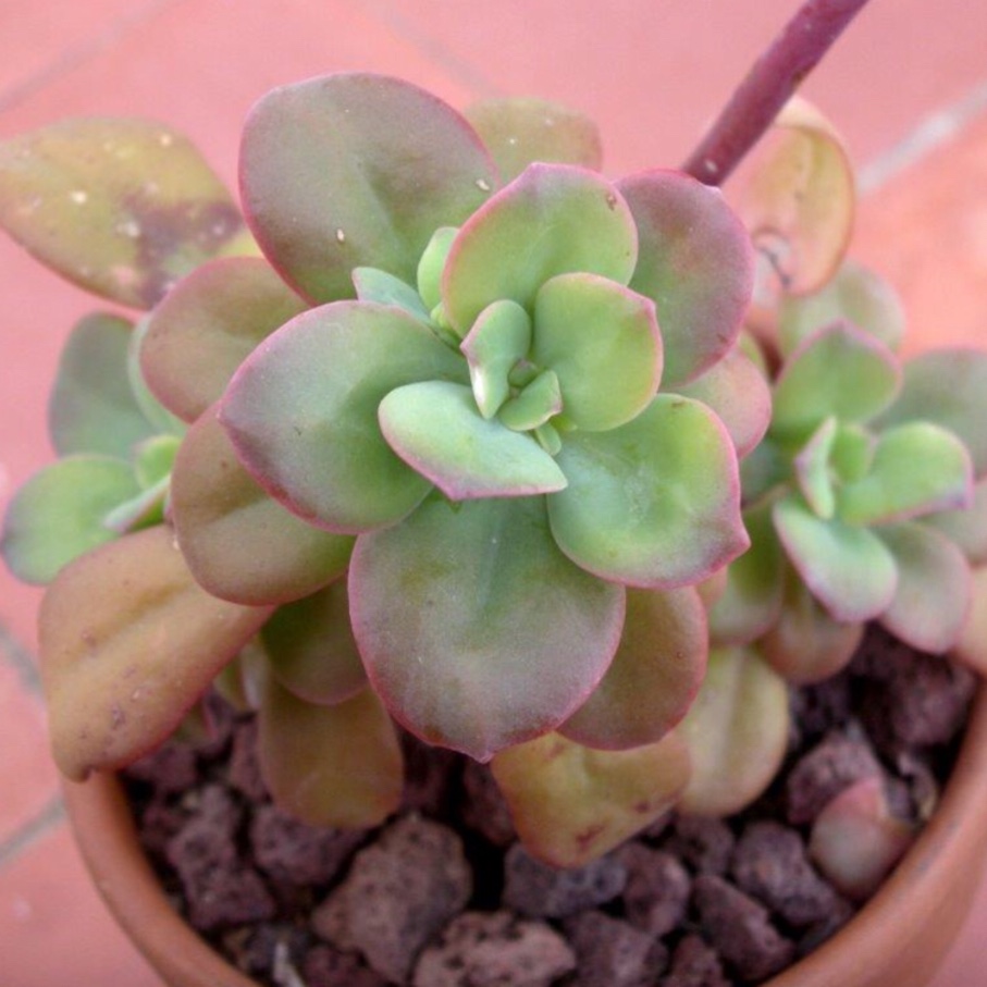 Echeveria Brachetti in the GardenTags plant encyclopedia Echeveria Brachetti in the GardenTags plant encyclopedia