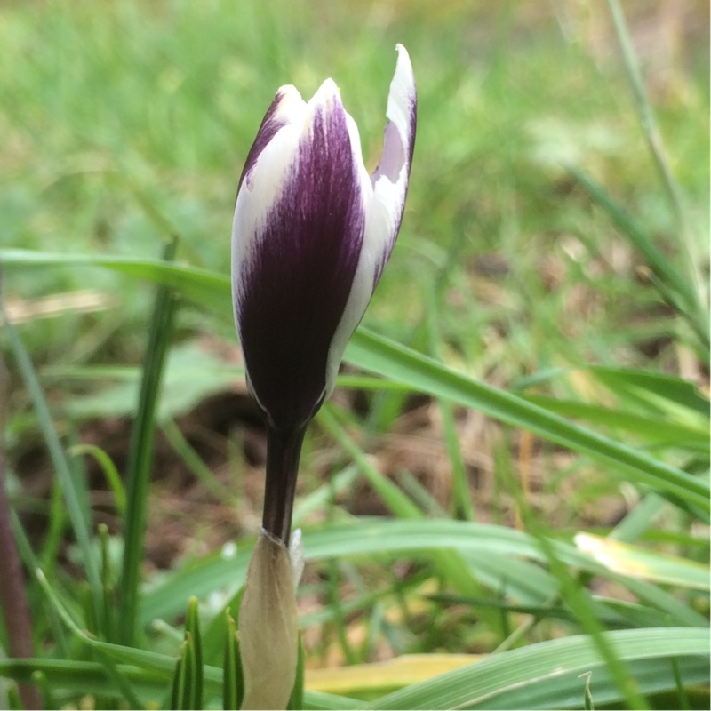 Crocus chrysanthus Ladykiller in the GardenTags plant encyclopedia Crocus Ladykiller in the GardenTags plant encyclopedia