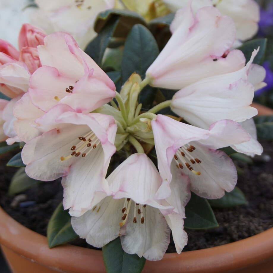 Rhododendron Dusty Miller in the GardenTags plant encyclopedia Rhododendron Dusty Miller in the GardenTags plant encyclopedia