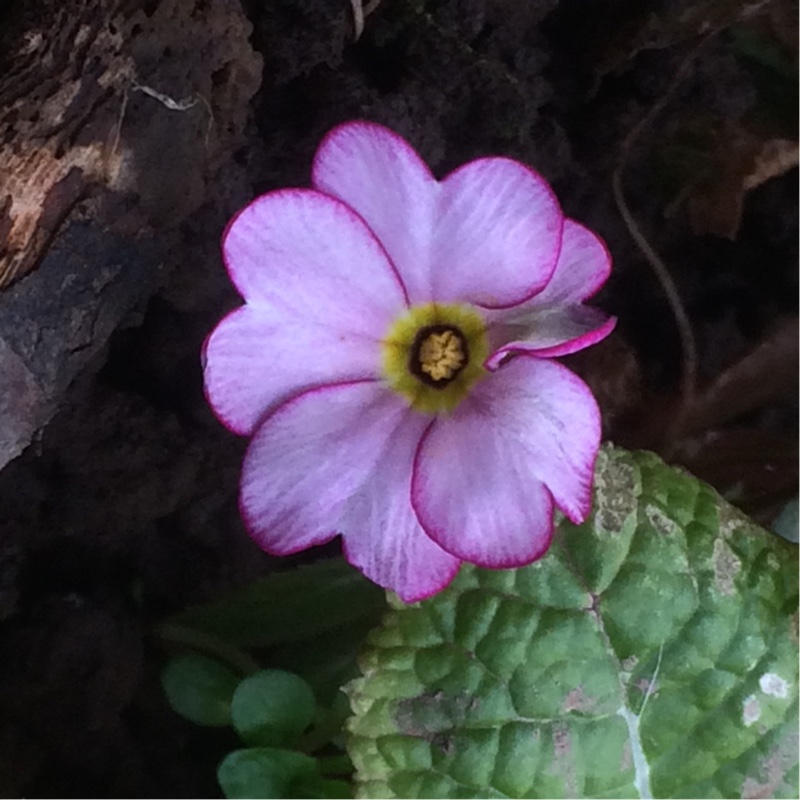 Primula acaulis Woodland Walk series in the GardenTags plant encyclopedia Primula Woodland walk in the GardenTags plant encyclopedia