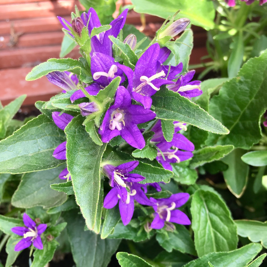 Campanula glomerata acaulis in the GardenTags plant encyclopedia Dwarf Clustered Bellflower in the GardenTags plant encyclopedia