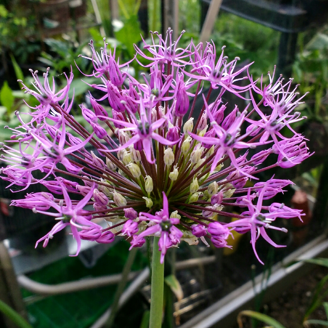Allium rosenbachianum in the GardenTags plant encyclopedia Allium (Species) Rosenbach Allium in the GardenTags plant encyclopedia