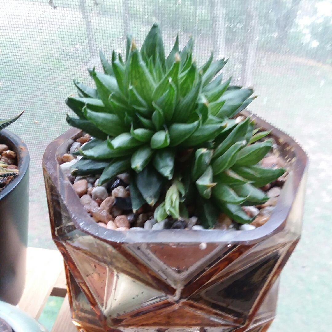 Haworthia altilinea var. mucronata in the GardenTags plant encyclopedia Haworthia mucronata in the GardenTags plant encyclopedia