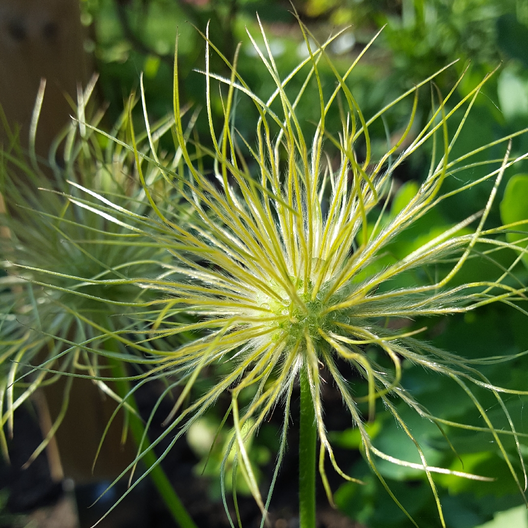 Pulsatilla vulgaris Weisse Schwan syn. Pulsatilla vulgaris White Swan in the GardenTags plant encyclopedia Pasqueflower White Swan in the GardenTags plant encyclopedia