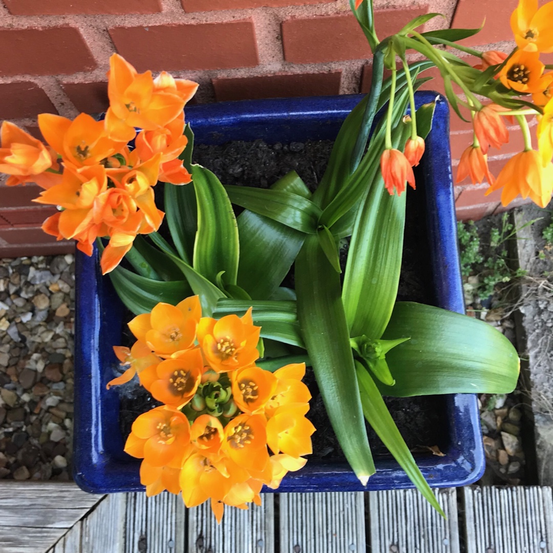 Ornithogalum African Breeze in the GardenTags plant encyclopedia Star Of Bethlehem in the GardenTags plant encyclopedia