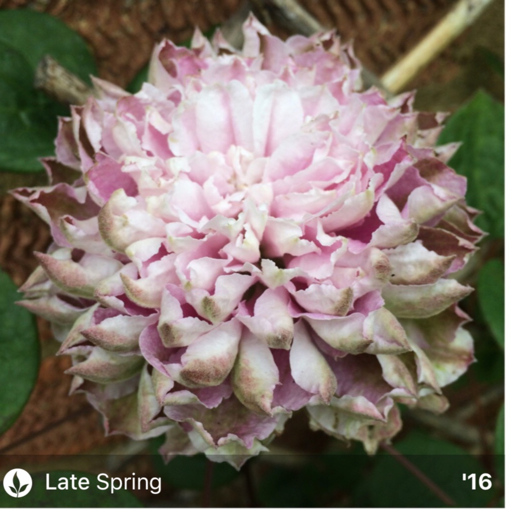 Clematis Dancing Smile in the GardenTags plant encyclopedia Clematis Dancing Smile in the GardenTags plant encyclopedia