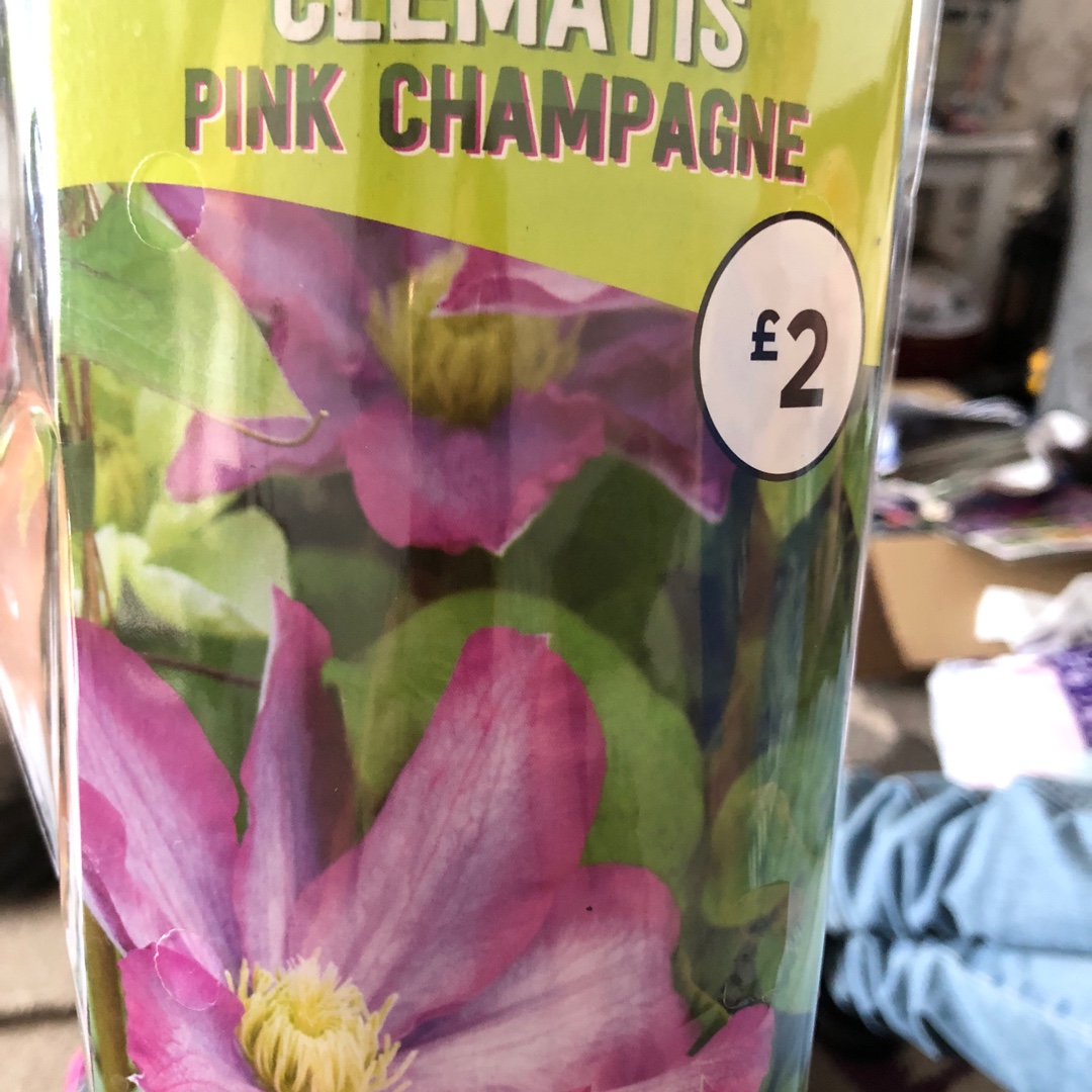 Clematis Pink Champagne in the GardenTags plant encyclopedia Clematis Pink Champagne in the GardenTags plant encyclopedia