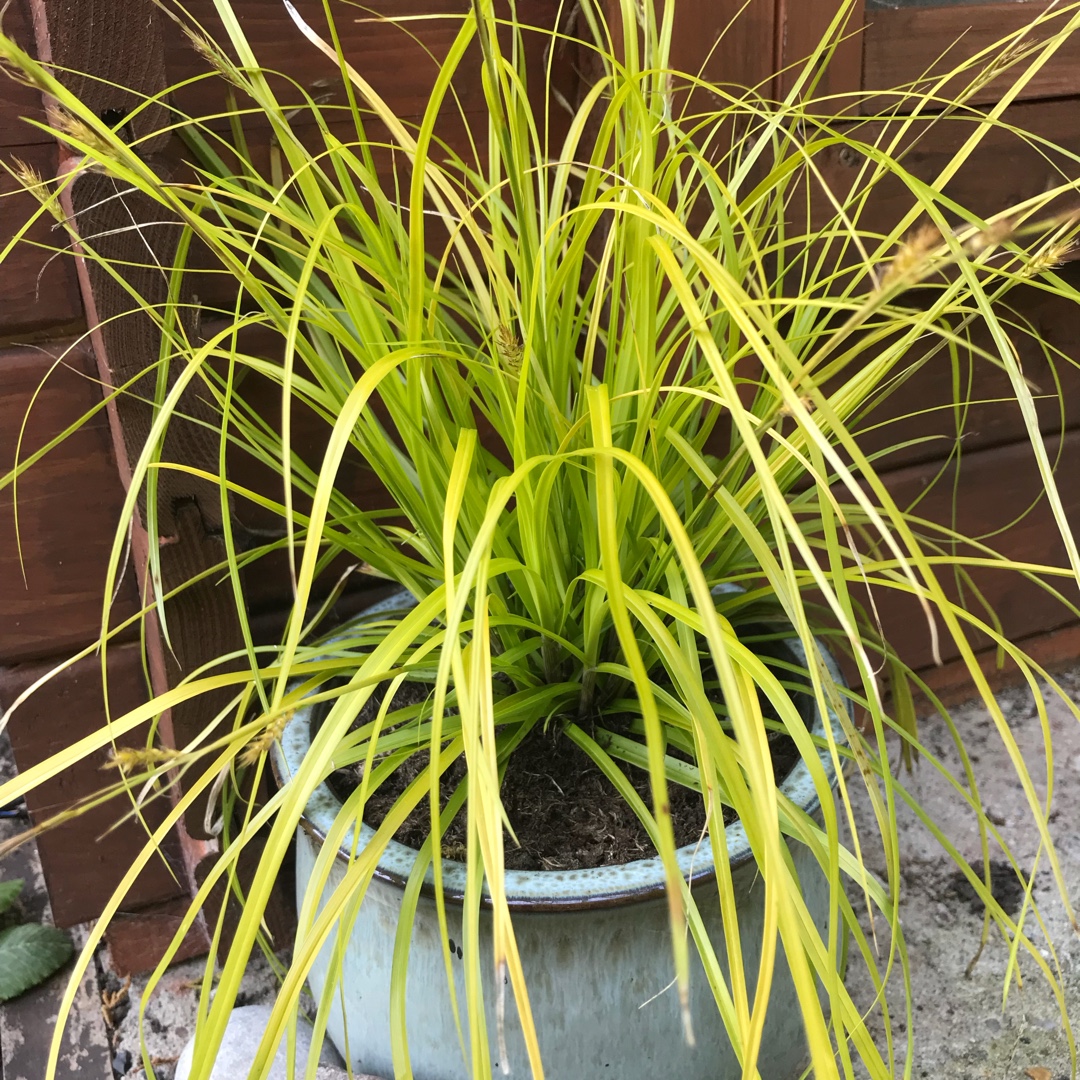 Japanese sedge Everillo in the GardenTags plant encyclopedia