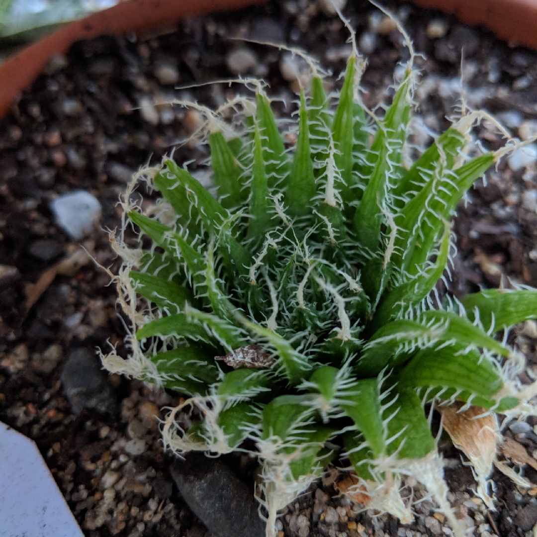 Haworthia xiphiophylla in the GardenTags plant encyclopedia Haworthia xiphiophylla in the GardenTags plant encyclopedia