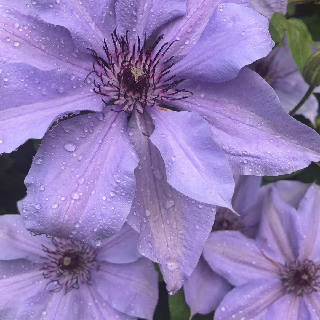 Clematis Bernadine in the GardenTags plant encyclopedia
