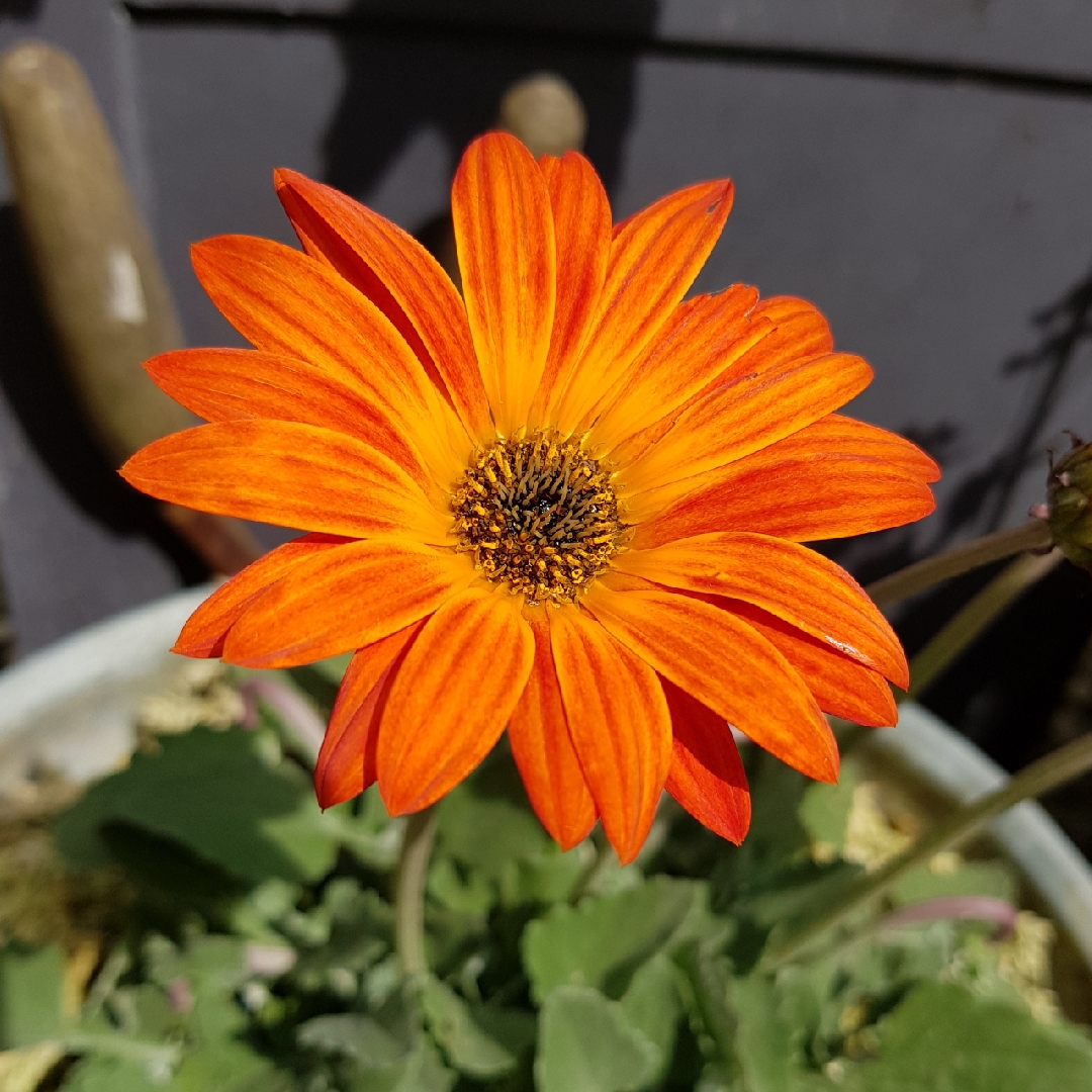 African Daisy Opera Fire™ in the GardenTags plant encyclopedia