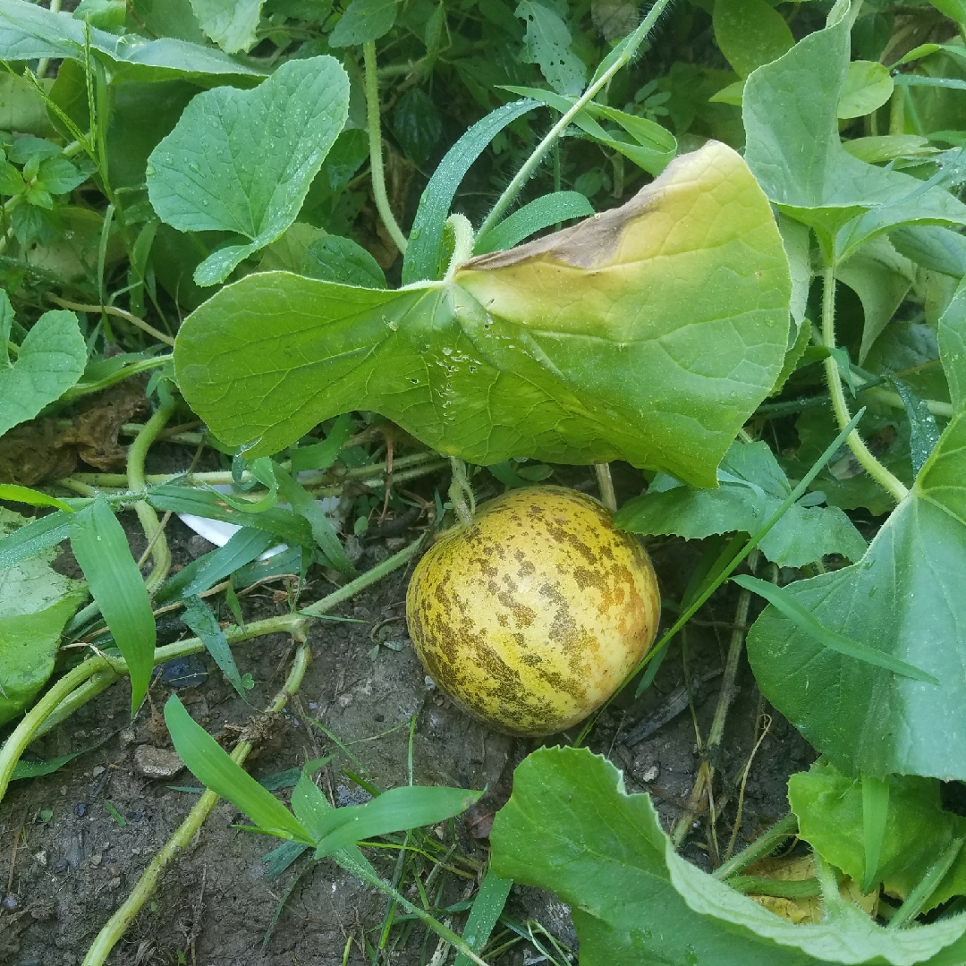 Tigger Melon in the GardenTags plant encyclopedia