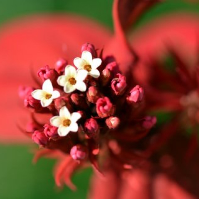 Quisqualis mussiendafolia in the GardenTags plant encyclopedia Red riot in the GardenTags plant encyclopedia