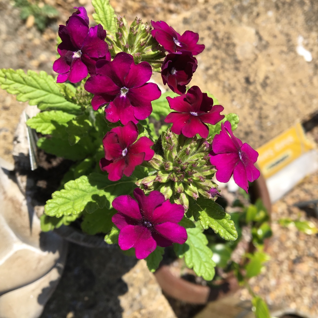 Verbena x hybrida Quartz Purple XP in the GardenTags plant encyclopedia Verbena Quartz Purple XP in the GardenTags plant encyclopedia