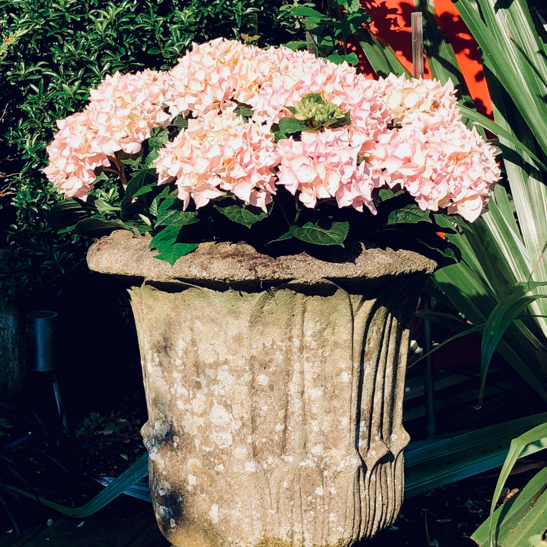 Hydrangea Macrophylla Soft Pink Salsa (Music Collection) in the GardenTags plant encyclopedia Hydrangea Music Soft Pink Salsa in the GardenTags plant encyclopedia