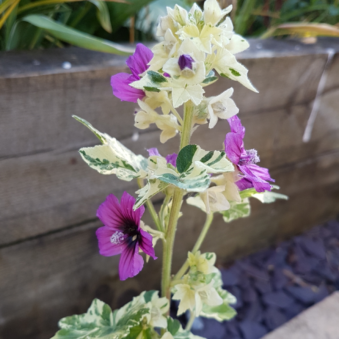 Lavatera arborea Variegata in the GardenTags plant encyclopedia Variegated Tree Mallow in the GardenTags plant encyclopedia
