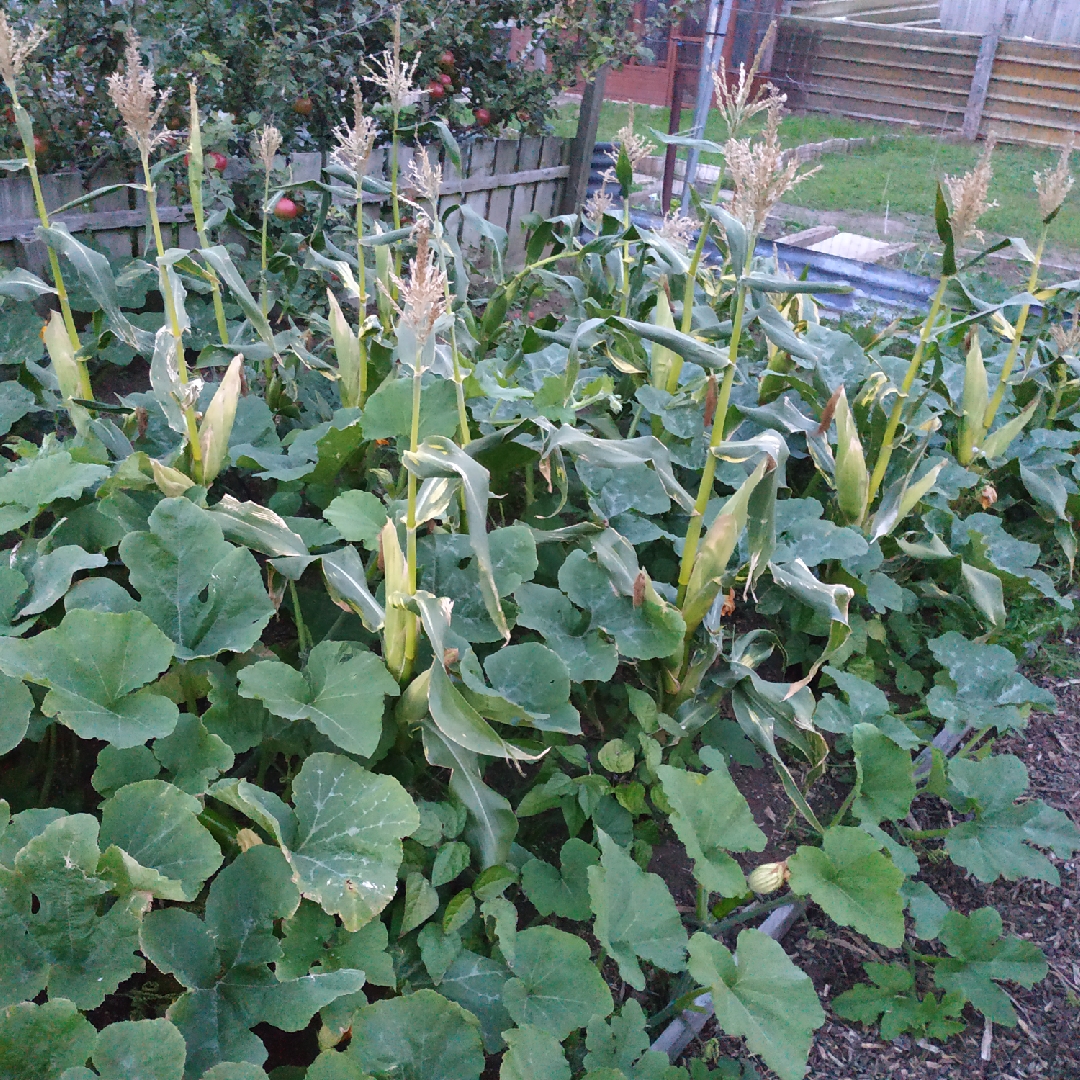 Sweet Corn Amaize in the GardenTags plant encyclopedia