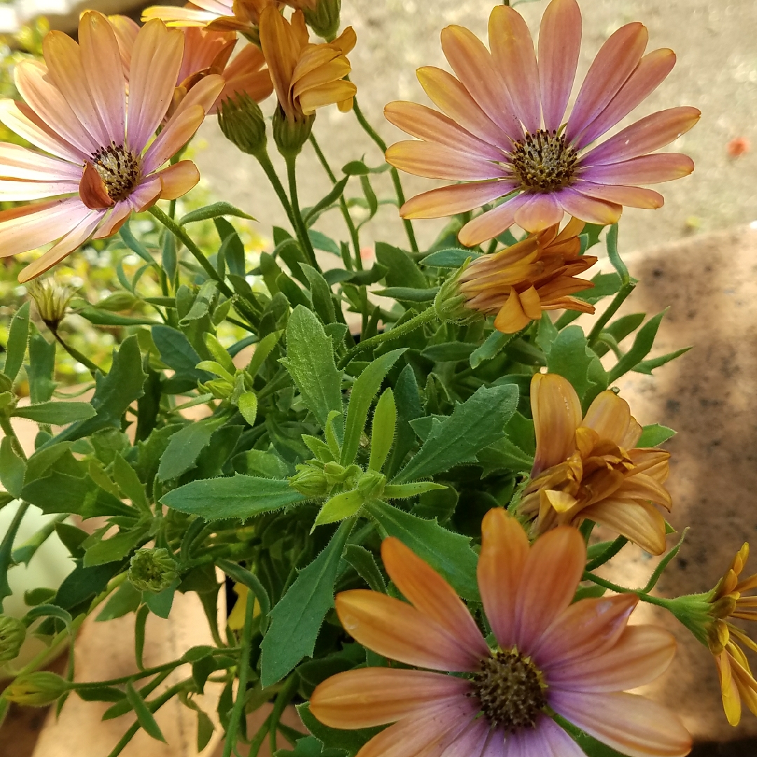Osteospermum ecklonis Zion™ Apricot Pink in the GardenTags plant encyclopedia African Daisy Zion™ Apricot Pink in the GardenTags plant encyclopedia