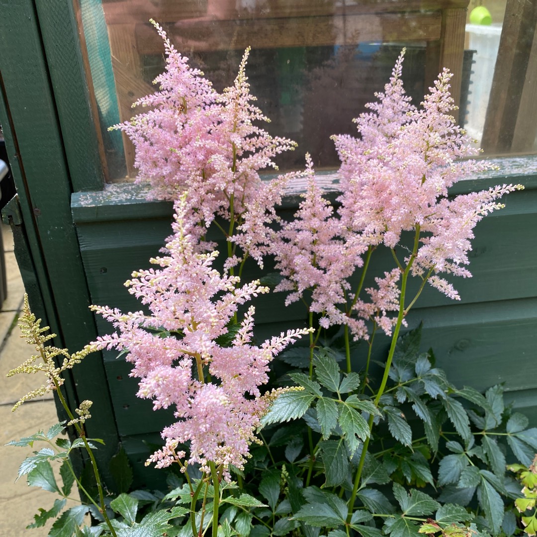Astilbe x arendsii Rheinland in the GardenTags plant encyclopedia Rheinland Astilbe in the GardenTags plant encyclopedia