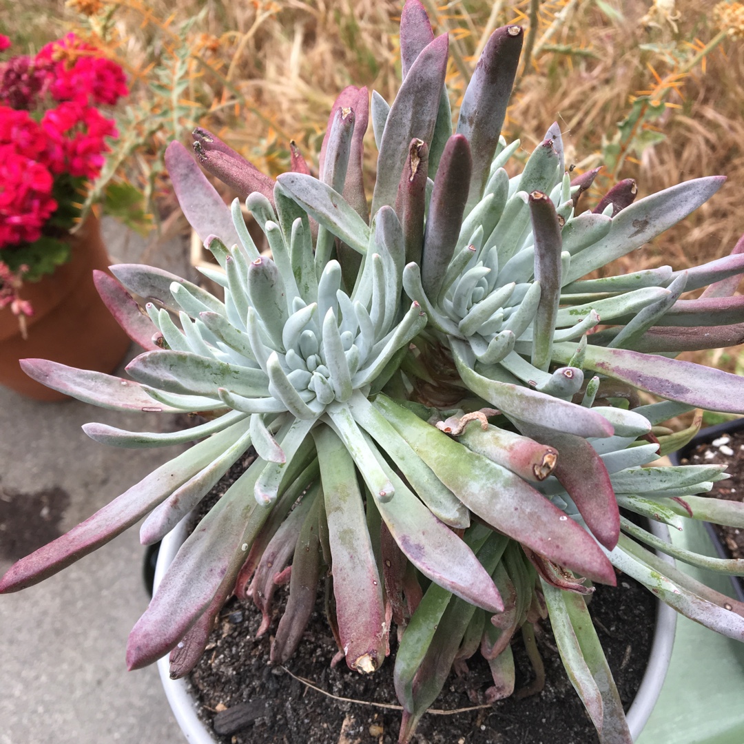 Dudleya attenuata subsp. attenuata in the GardenTags plant encyclopedia Dudleya Attenuata in the GardenTags plant encyclopedia