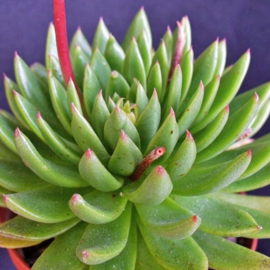 Echeveria Calderoniae in the GardenTags plant encyclopedia Echeveria Calderoniae in the GardenTags plant encyclopedia