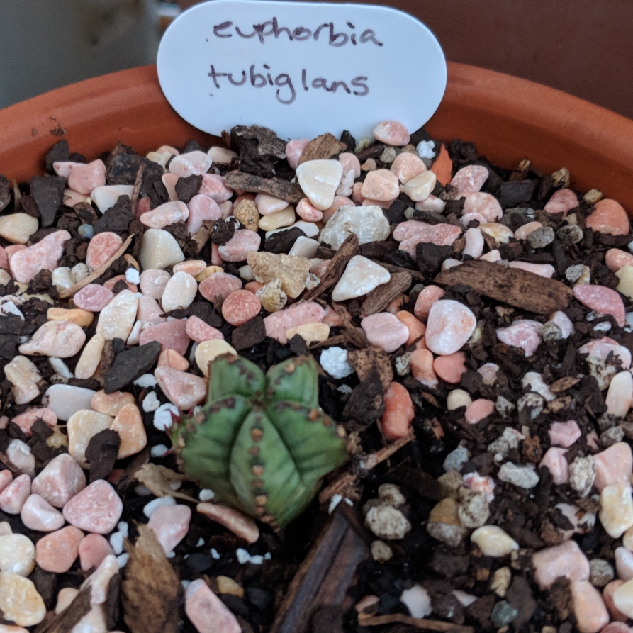 Euphorbia tubiglans Marloth ex R.A.Dyer in the GardenTags plant encyclopedia Euphorbia tubiglans in the GardenTags plant encyclopedia